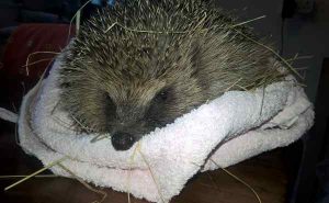 Photo of hedgehog in care