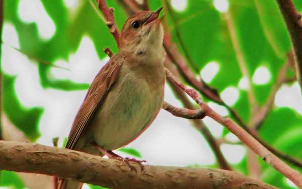 Photo of nightingale singing