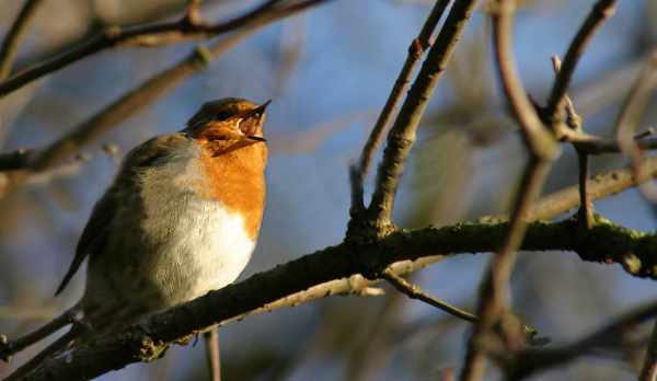 Photo of robin singing