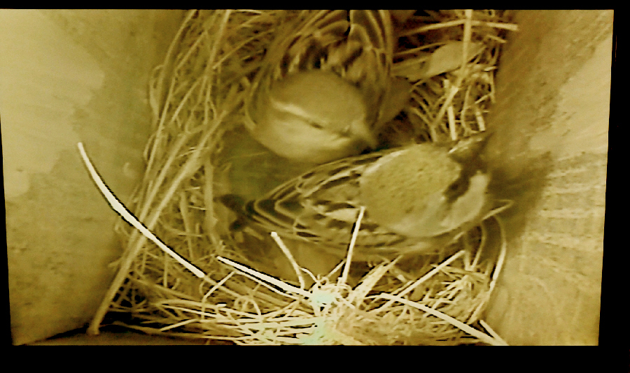 Photo of sparrows in nestbox