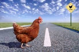 chicken crossing road